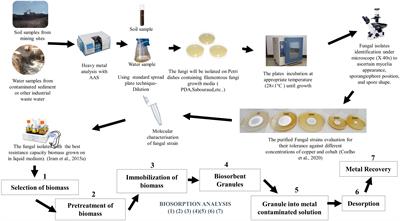 Recent Advances in <mark class="highlighted">Biosorption</mark> of Copper and Cobalt by Filamentous Fungi